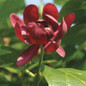 Aphrdite Sweetshrub Blooming Red