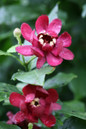 Aphrdite Sweetshrub Red Blooms