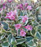 My Monet Purple Effect® Weigela blooming