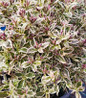 My Monet Purple Effect® Weigela variegated foliage