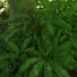 Maidenhair Fern Growing in the Garden