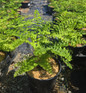 Adiantum Pedatum Maidenhair Fern 1g allon