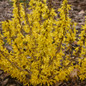 Show Off Sugar Baby Forsythia with Yellow Flowers