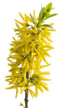 Show Off Sugar Baby Forsythia Up Close with Yellow Blooms