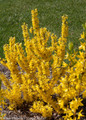 Show Off Sugar Baby Forsythia Bush with Yellow Blooms