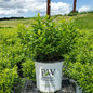 Show Off Sugar Baby Forsythia Crop