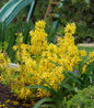 Show Off Sugar Baby Forsythia compact shrub