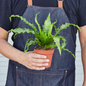 Victoria Bird'S Nest Fern Size 