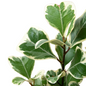 Variegated Triangularis Ficuss Stem and Leaves 