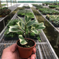  Variegated Triangularis Ficus in Garden Planter