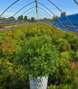 Pieris interstella in nursery pot