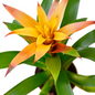 Orange Guzmania Bromeliad Flowering