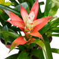 Rose Guzmania Bromeliad  Flowering