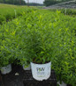 Show Off Starlet Forsythia #3 container