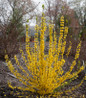 Show Off Starlet Forsythia full plant view