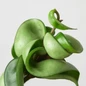 Rope Plant Hoya Leaves Close Up 