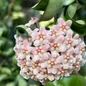 Rope Plant Hoya customer photo