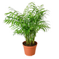 Parlor Palm Growing in Garden Planter
