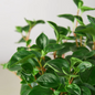 Pet-Friendly Glabella Peperomia Houseplant 