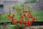 Double Take Orange Quince Bush in Landscape