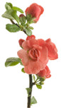 Double Take Orange Quince on Stem with Orange Flower