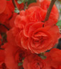 Double Take Orange Storm Quince orange blooms