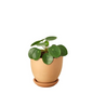 Chinese Money Plant in Clay Pot with Saucer