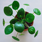  Chinese Money Plant in a Table Planter