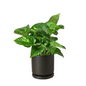 Epipremnum Aureum versus Golden Pothos