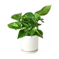 Golden Pothos in Indoor Planter with Saucer