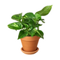 Golden Pothos in Clay Pot with Saucer