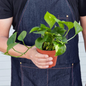 Young Golden Pothos Size