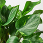 Golden Pothos Stem with Leaves