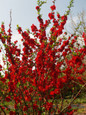 Double Take Scarlet Quince Red Blooms in Landscape