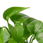 Marble Queen Pothos Stem with Leaves Close Up 