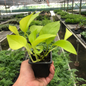 Neon Pothos Growing in Garden Planter