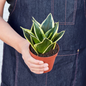 Black Gold Snake Plant Growing in Garden Planter