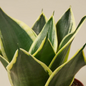 Black Gold Snake Plant Leaves Close Up