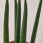 Cylindrica Snake Plant Leaves 