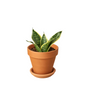 Laurentii Dwarf Snake Plant Growing in Indoor Pot