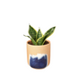 Laurentii Dwarf Snake Plant Growing in Indoor Pot