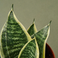 Laurentii Dwarf Snake Plant Leaves Close Up