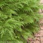 Celtic Pride Siberian Cypress Green Foliage Up Close
