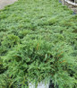 Celtic Pride® Siberian Cypress in pot
