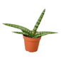 Sansevieria Cylindrica versus Starfish Snake Plant 