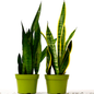 2 Snake Sansevieria Plant Variety Pack 6" Pot