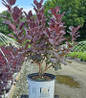 Winecraft Black Smokebush #3 container