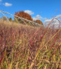 Cheyenne Sky Switch Grass red foliage