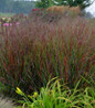 Cheyenne Sky Switch Grass ornamental landscape accent
