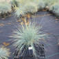 Blue Whiskers Blue Fescue Crop